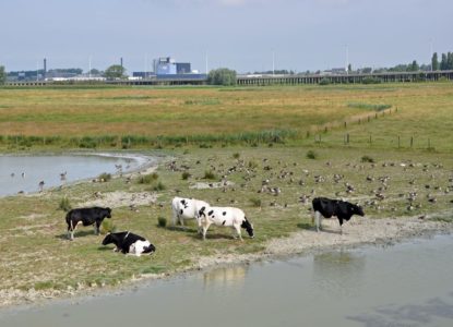 Natuurgebied in Vlaanderen met industrie op de achtergrond verkleind