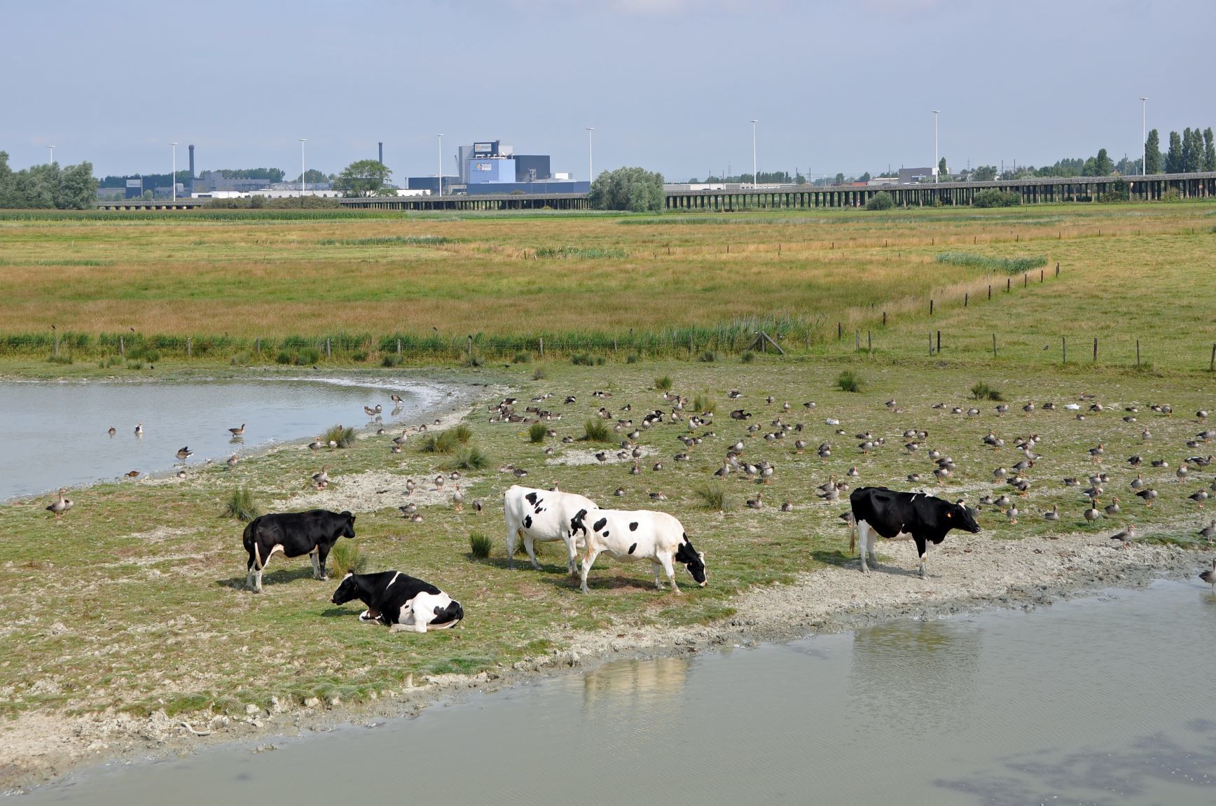 Natuurgebied in Vlaanderen met industrie op de achtergrond verkleind