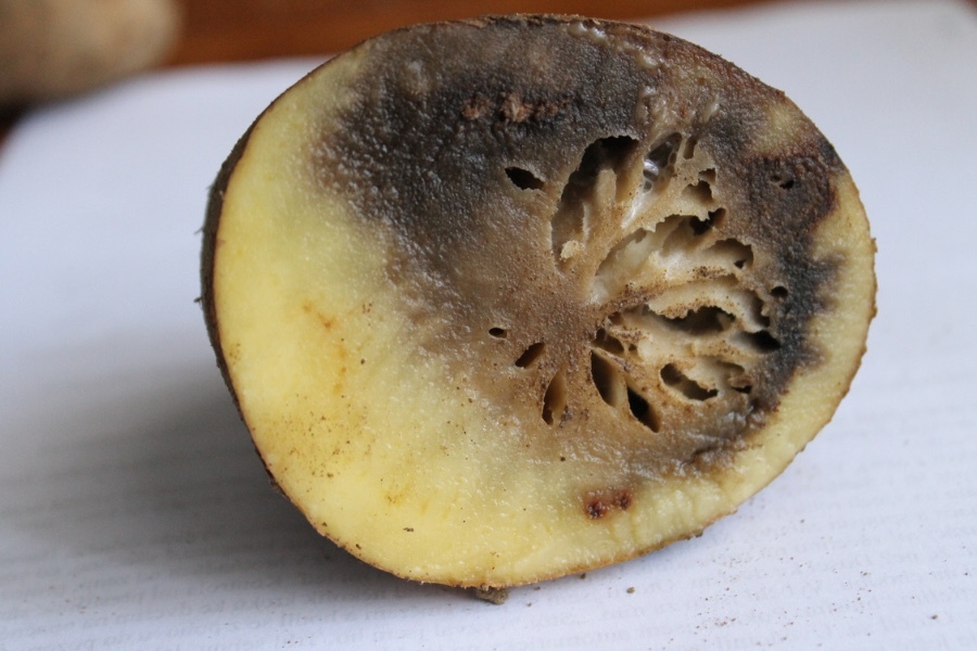 Phytophtora infestans I Sáček