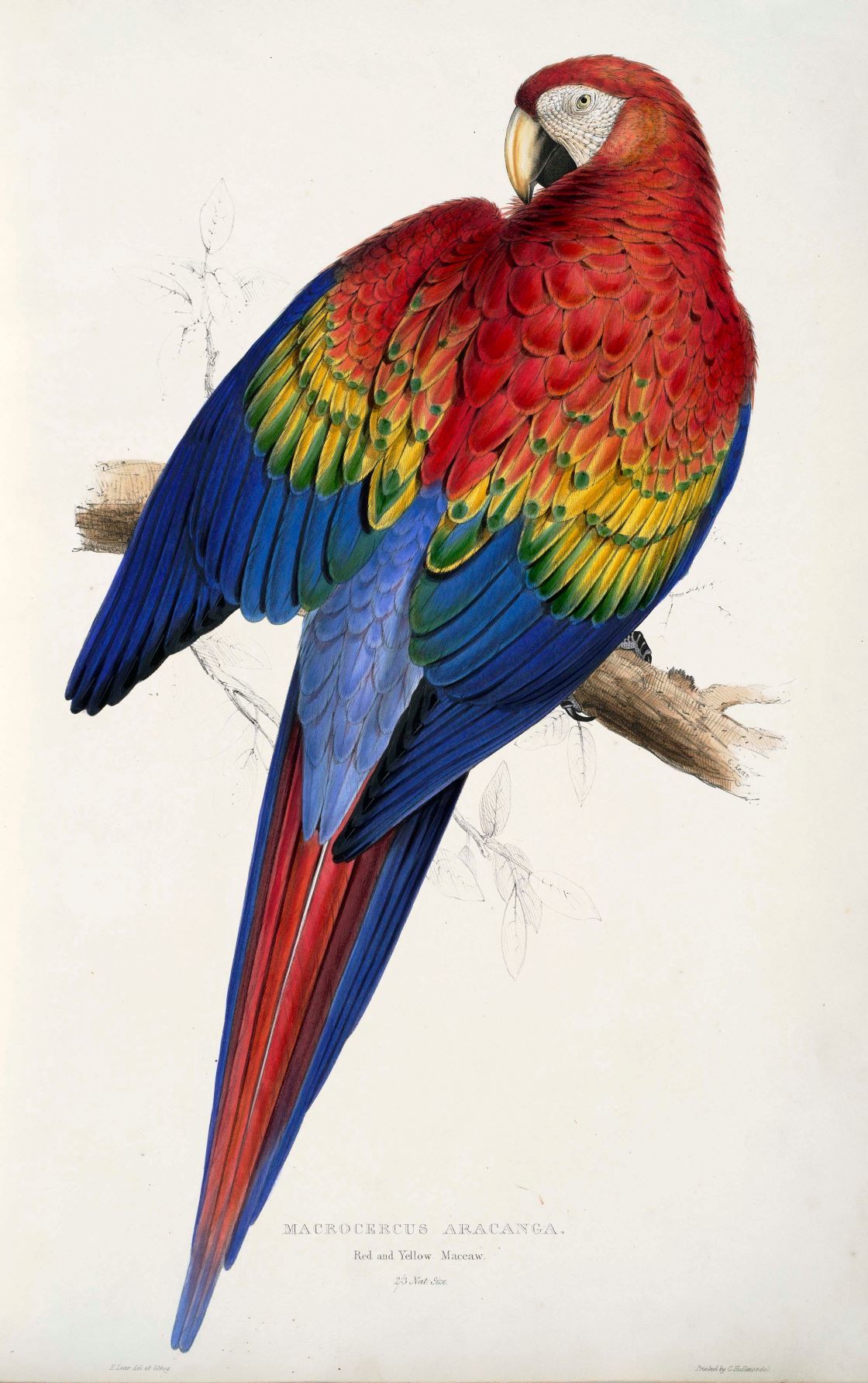 Ara macao painting by Edward Lear